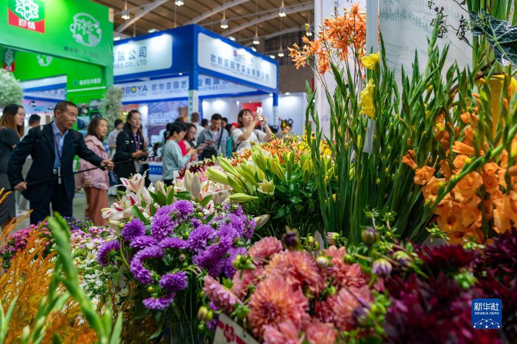菠菜软件怎么下载